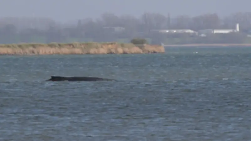 Buckelwal 'Timmy' in Ostsee-Bucht festgesetzt: Experten hoffen trotz schlechter Prognose
