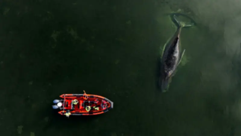 Buckelwal Timmy in Ostsee gestrandet: Experten sehen kaum noch Hoffnung für den Wal