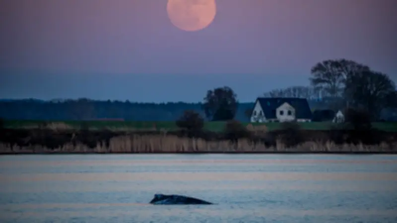 Buckelwal Timmy in Wismarbucht gestrandet: Letzte Stunden im kalten Ostseewasser