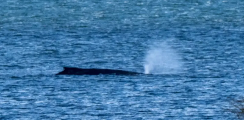 Buckelwal 'Timmy' verharrt weiter in flachem Ostseewasser vor Wismar