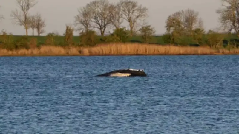 Buckelwal Timmy vor Poel: Erste Bewegungszeichen wecken Hoffnung bei Helfern