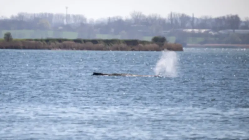 Buckelwal Timmy vor Poel: Experten schließen aktive Tötung aus - Sterbeprozess wird begleitet