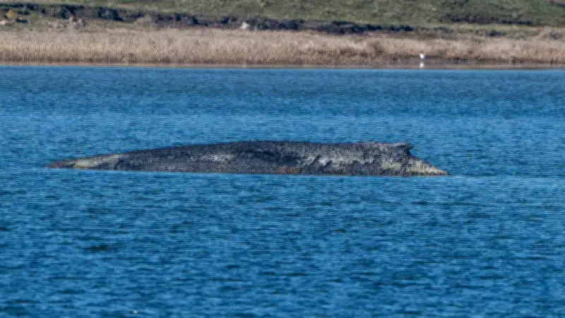 Buckelwal Timmy vor Poel: Keine Rettung mehr möglich - Experten bestätigen tödliche Strandung