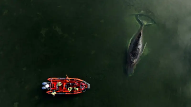 Buckelwal Timmy vor Poel: Sterbehilfe-Dilemma bei gestrandetem Meeresriesen