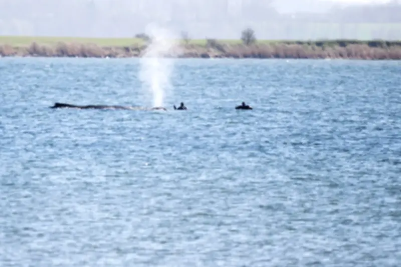 Buckelwal Timmy vor Wismar: Experten schließen aktive Tötung aus, Möwen bedrohen Haut