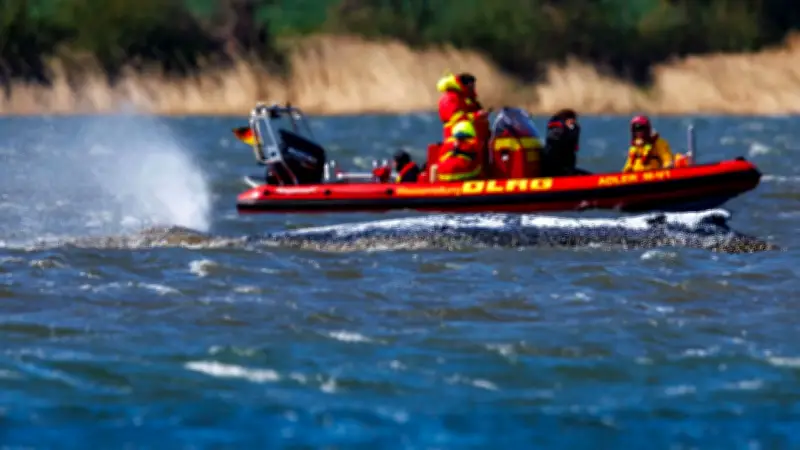 Buckelwal Timmy vor Wismar: Warum Fütterung keine Lösung für den gestrandeten Wal ist