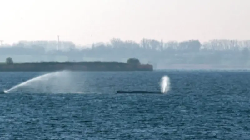 Buckelwal Timmy: Zwölfter Tag in der Bucht von Poel – Drama vor Wismar