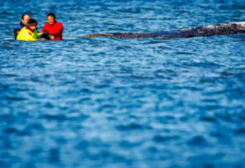 Buckelwal-Transport: Lastkahn erreicht Nord-Ostsee-Kanal