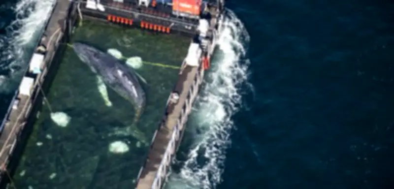 Buckelwal-Transport: Spezialkahn bringt Wal in die Nordsee