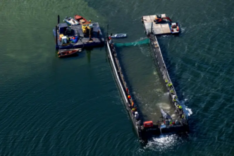 Buckelwal-Transport: Vorbereitungen für Fahrt zur Nordsee laufen