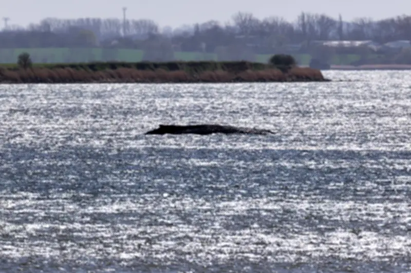 Buckelwal vor Poel: Gesundheitsgutachten entscheidet über Schicksal des gestrandeten Wals