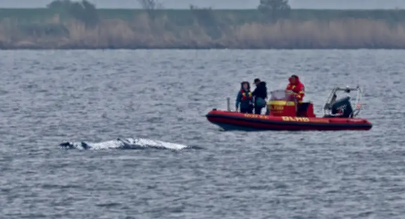 Buckelwal vor Poel in Bewegung: Geleitboote versuchen Lenkung in Richtung offene Ostsee