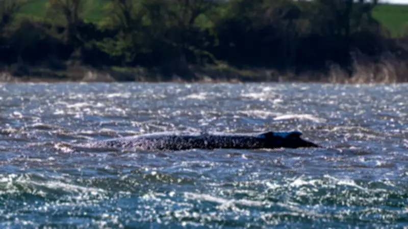 Buckelwal vor Poel in Not: Experten ratlos über mangelnde Bewegung des Tieres