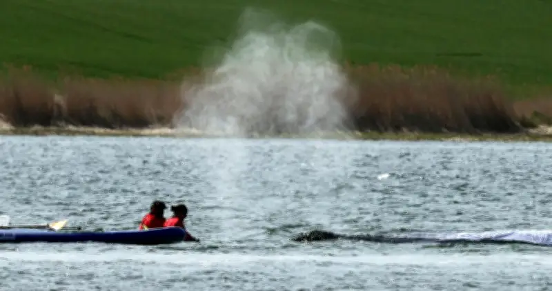 Buckelwal vor Poel: Rettungsaktion mit Lastkahn startet