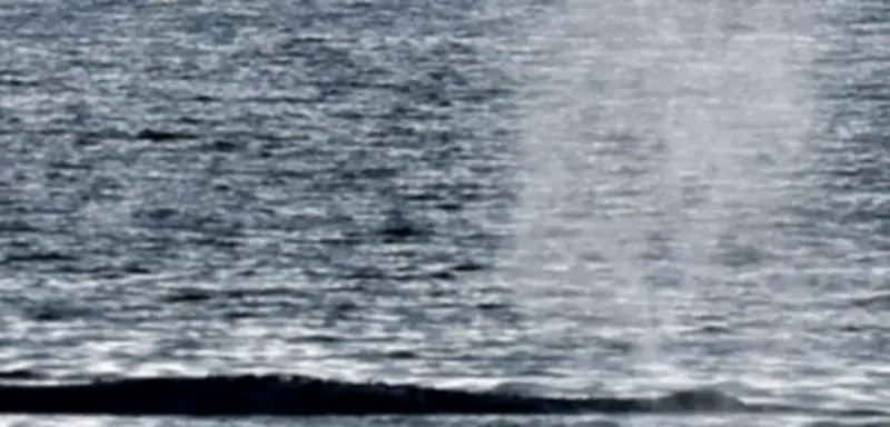 Buckelwal vor Poel: Rettungsmission geht weiter – Wal strandet erneut nach kurzer Freiheit