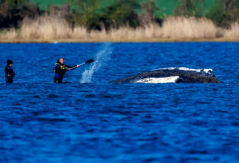 Buckelwal vor Poel: Sender angebracht und Makrelenfütterung geplant