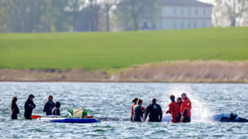 Buckelwal vor Poel: Stress durch Menschenmassen trotz scheinbarer Ruhe