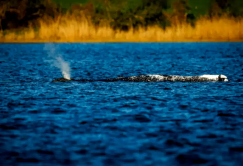 Buckelwal vor Poel: Transport mit Lastkahn für Dienstag geplant