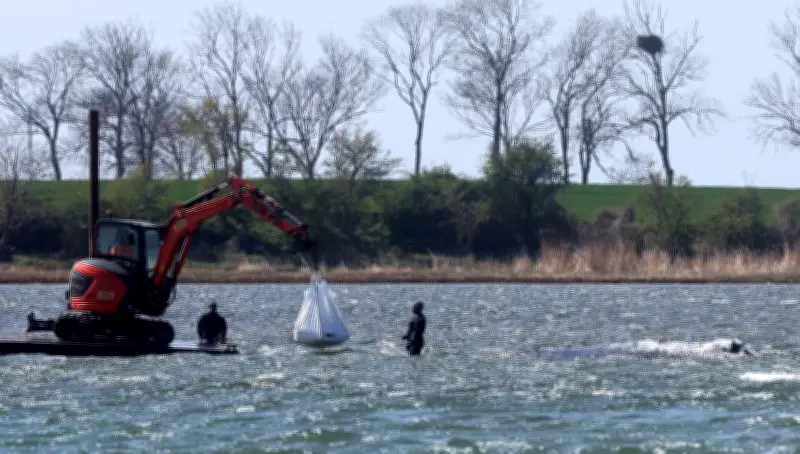 Buckelwal vor Poel: Transportkahn soll Rettung bringen