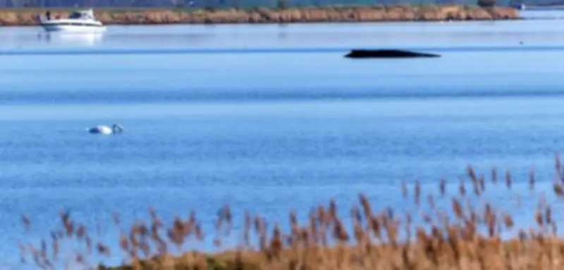 Buckelwal vor Poel: Umweltminister Backhaus unter Druck in emotionaler Entscheidung