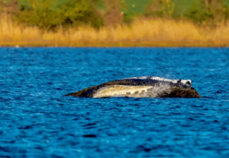 Buckelwal vor Poel weiterhin gestrandet - Rettungsversuche laufen