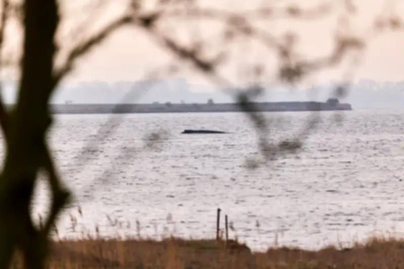 Buckelwal vor Wismar noch lebendig – Experten erwarten Tod in der Bucht