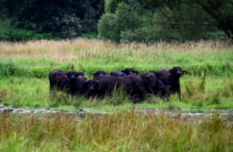 Bund fördert Wiedervernässung von Mooren als Geschäftsmodell für Landwirte
