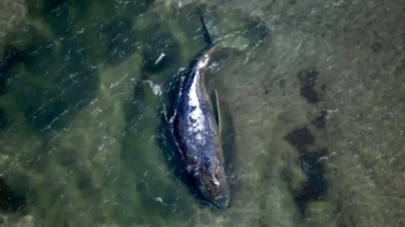 Bundesliga-Trainer spricht plötzlich über Wal Timmy – Lacher