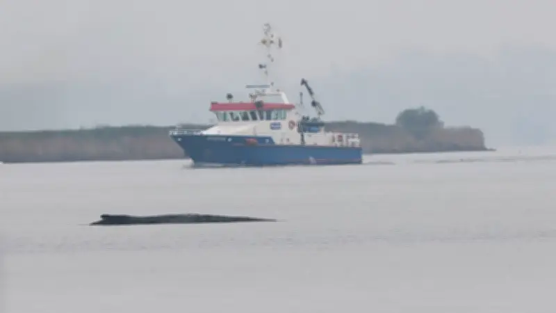 Bundespräsident Steinmeier spricht mit Wal-Experten über gestrandeten Buckelwal Timmy