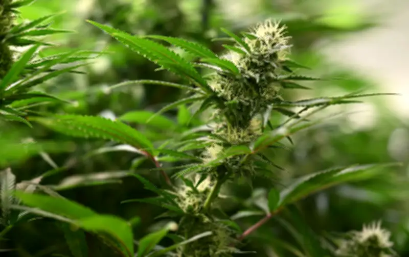 Cannabis-Anbauvereine: Über 400 Clubs nach Teillegalisierung in Deutschland aktiv