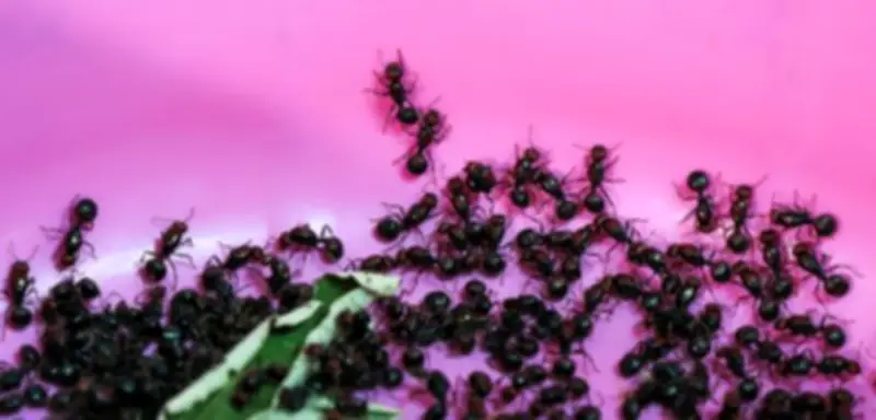 Chinesischer Staatsbürger in Kenia wegen Schmuggels von 2200 lebenden Ameisen verurteilt