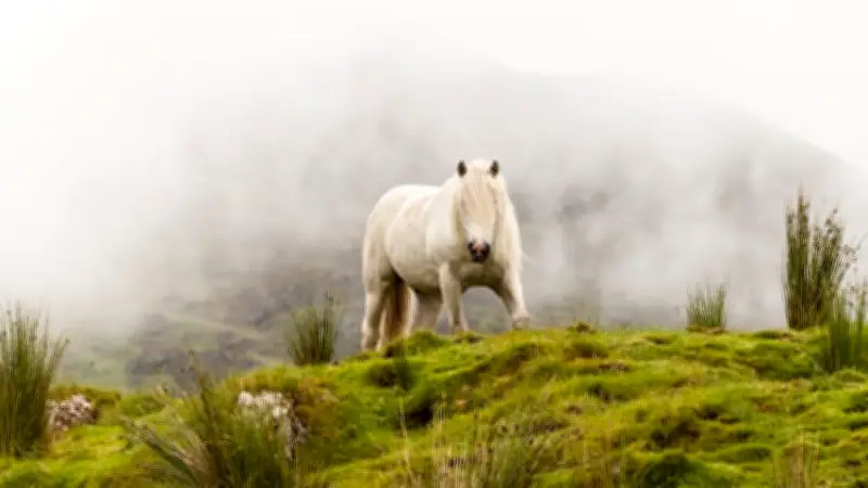 Connemara-Ponys: Irlands robuste Allrounder mit großem Charakter