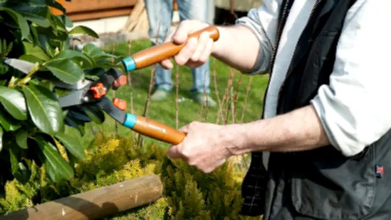 Darf der Nachbar meine Pflanzen einfach abschneiden?