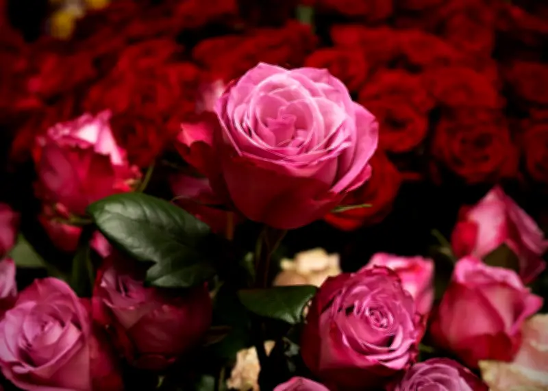 Deutlicher Rückgang beim Schnittblumenkauf in Deutschland