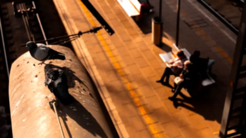 Deutsche Bahn: Verlieren Tauben durch Füttern ihre Instinkte?