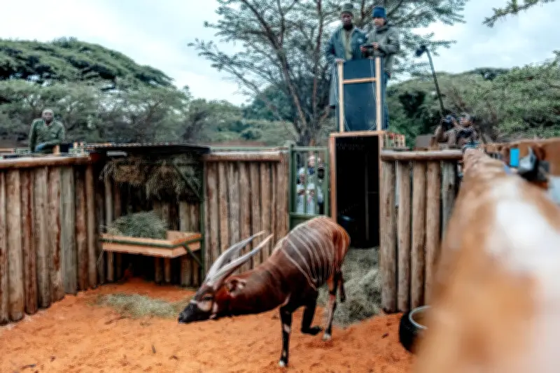 Deutsche Bongo-Antilopen als tierische Auswanderer in Kenia