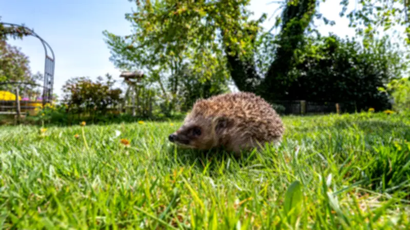 Deutscher Städtetag fordert bundesweites Nachtfahrverbot für Mähroboter zum Schutz von Igeln