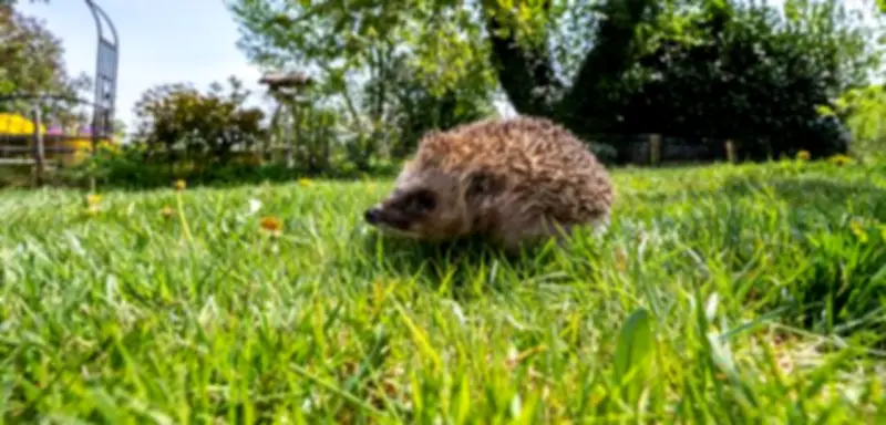 Deutscher Städtetag fordert bundesweites Nachtfahrverbot für Rasenmähroboter zum Schutz von Igeln