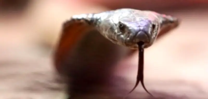 Deutscher Tourist stirbt nach Schlangenbiss bei Vorführung in Ägypten