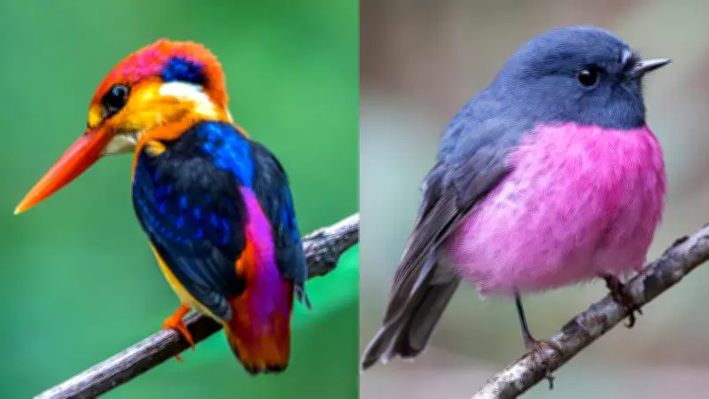 Die buntesten Vögel der Welt: Ein Farbenspektakel der Natur