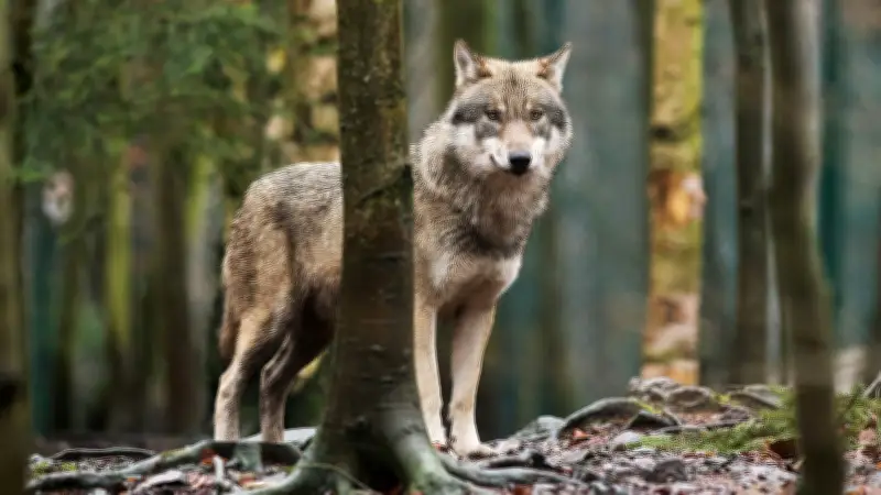 Die Rückkehr des Wolfes: Diskussion in Stavenhagen über Mensch und Raubtier