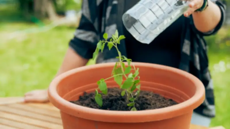 DIY-Gartenprojekt: Mini-Gewächshaus aus PET-Flasche einfach selbst bauen