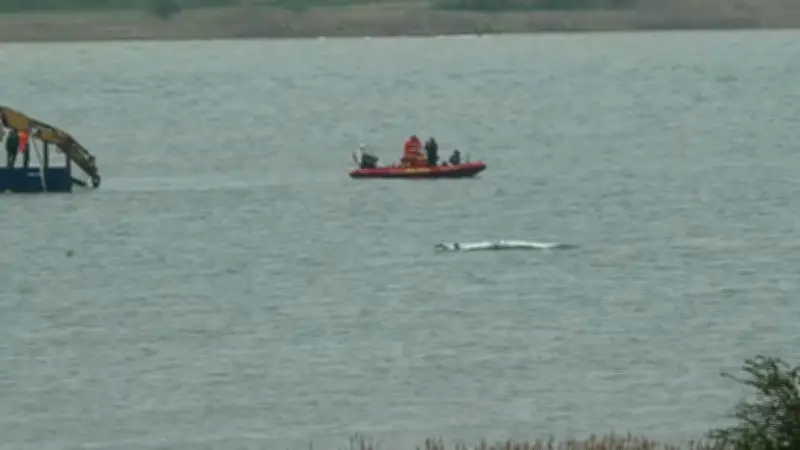 DLRG sichert Rettungsarbeiten: Buckelwal Timmy kämpft um Freiheit im Waldrama