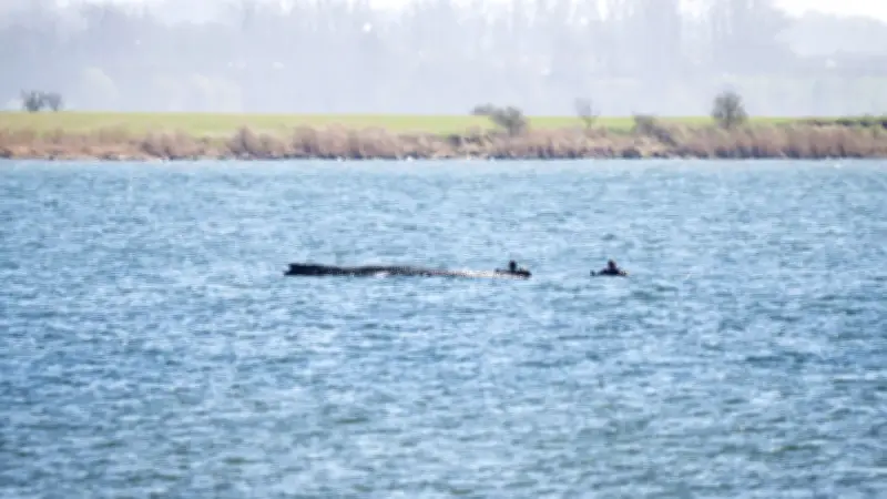 Drama in der Ostsee: Zustand des gestrandeten Buckelwals verschlechtert sich