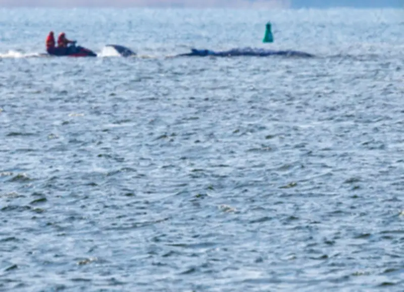 Drama um Buckelwal vor Poel: Geleitversuch gescheitert - Wal bleibt in flachem Gewässer