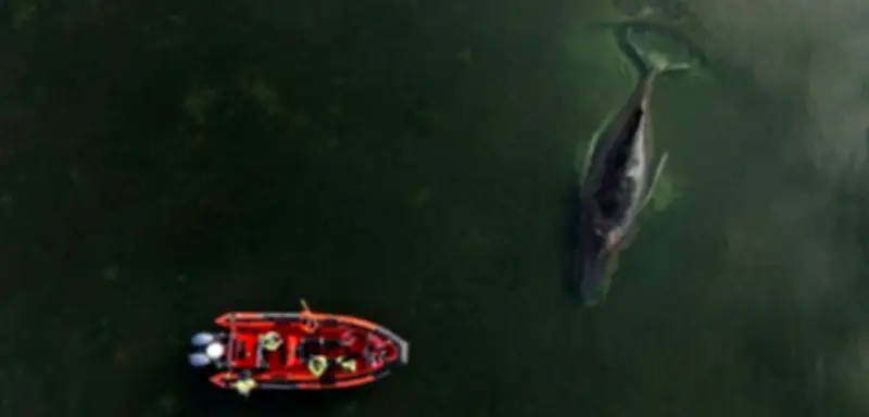 Drama um gestrandeten Buckelwal vor Poel: Morddrohungen und politische Tränen