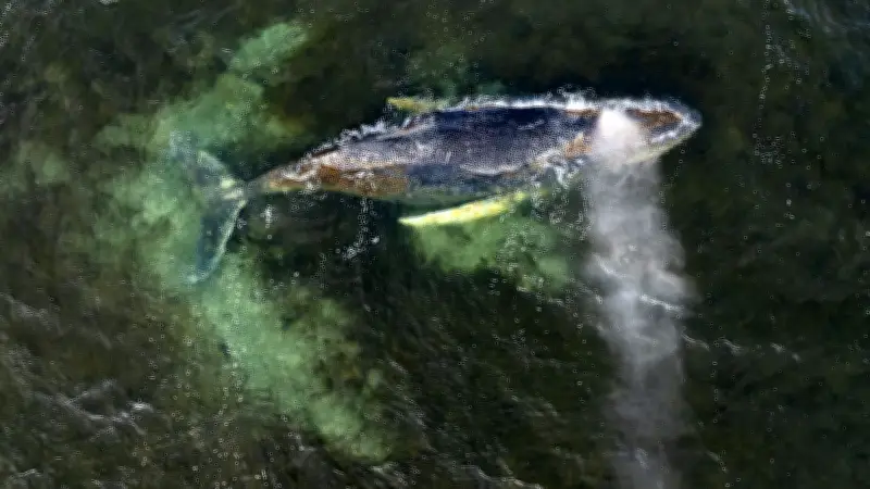 Drama vor Wismar: Spektakuläre Rettungsaktion für gestrandeten Buckelwal in der Ostsee geplant