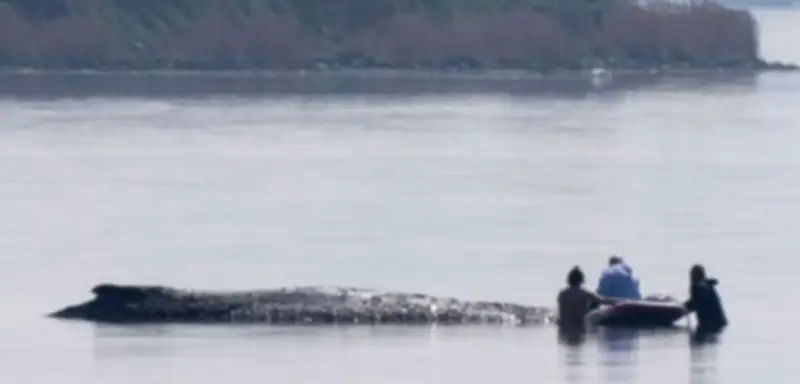 Dramatische Rettungsaktion für gestrandeten Buckelwal in der Ostsee gestartet