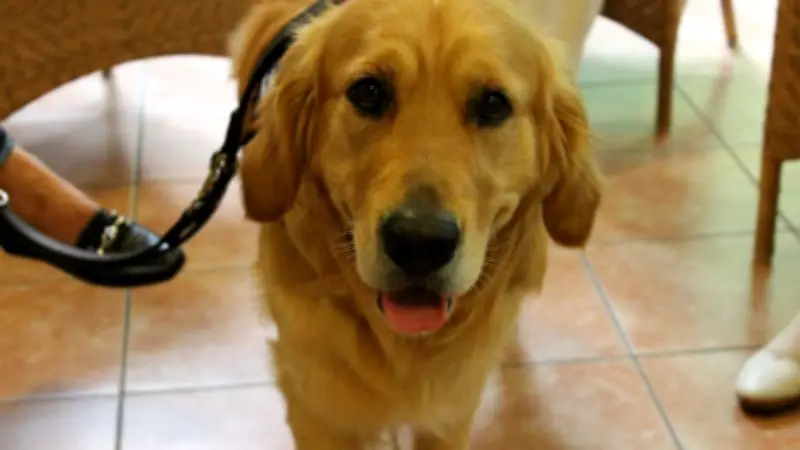 DRK sucht neue Besuchshunde: Eignungstest am 2. Mai in Neustrelitz