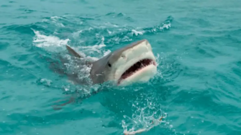 Drogen-Schock vor den Bahamas: Haie mit Kokain und Medikamenten im Blut entdeckt